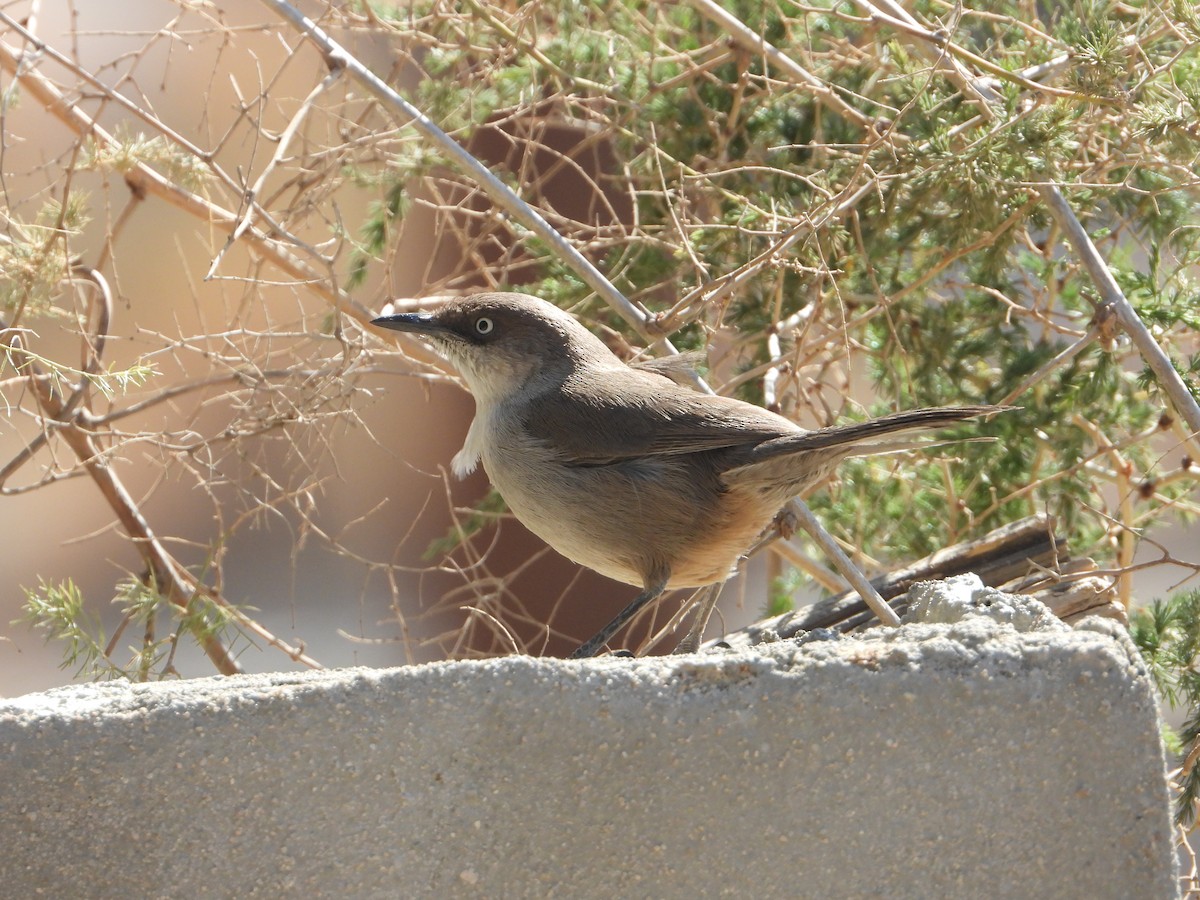Yemen Warbler - ML644704059