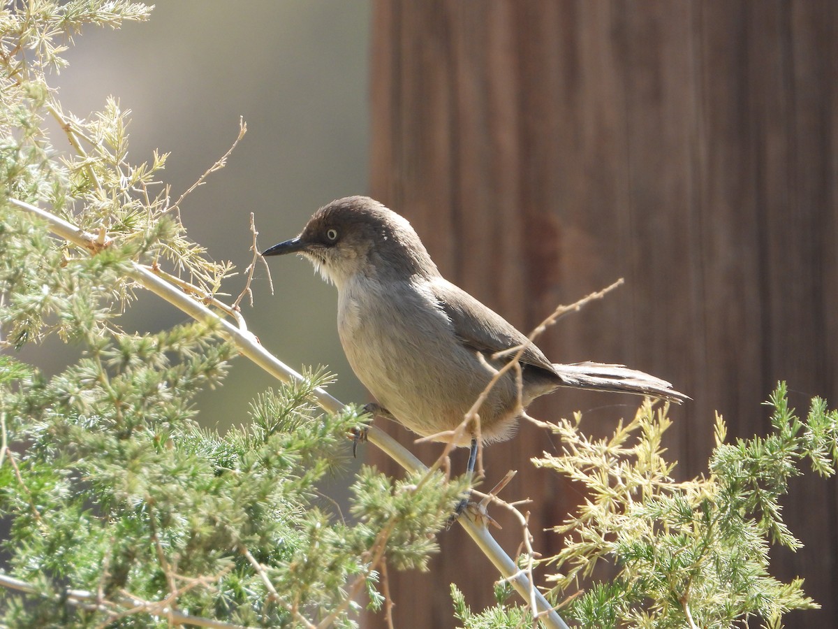 Yemen Warbler - ML644704060