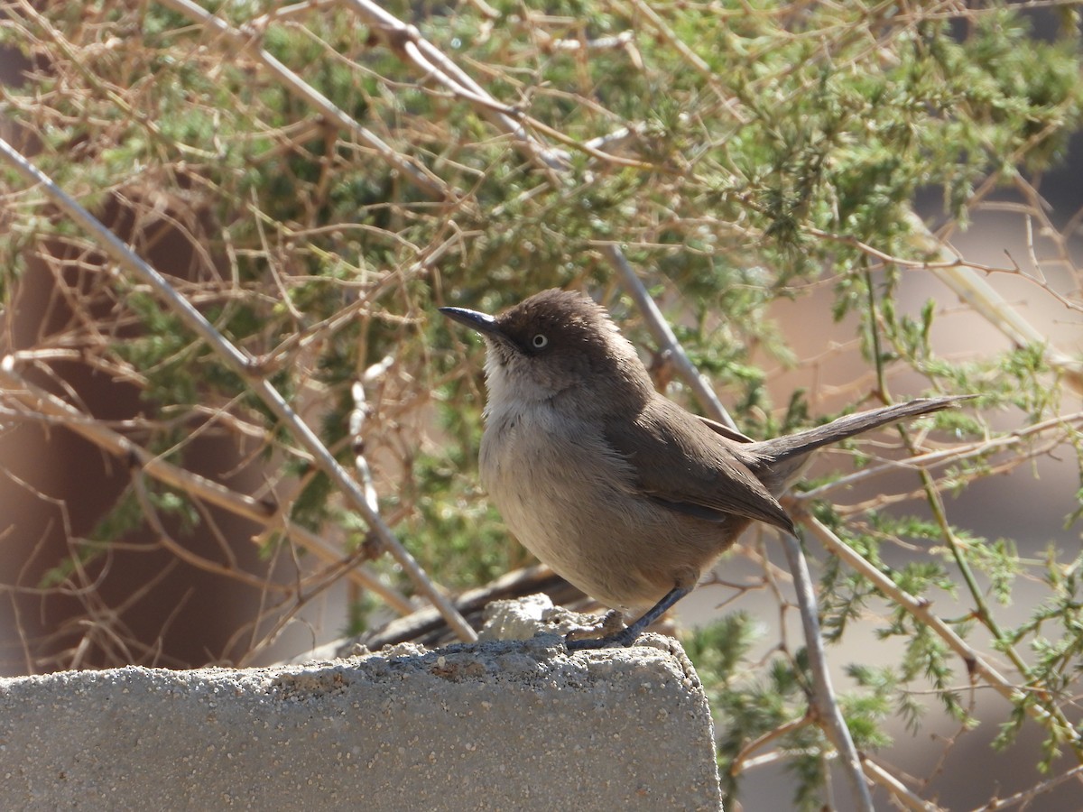 Yemen Warbler - ML644704061