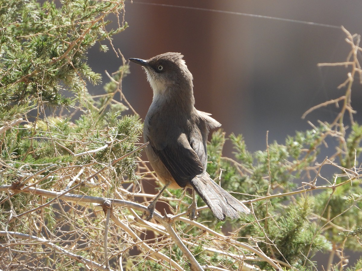 Yemen Warbler - ML644704062
