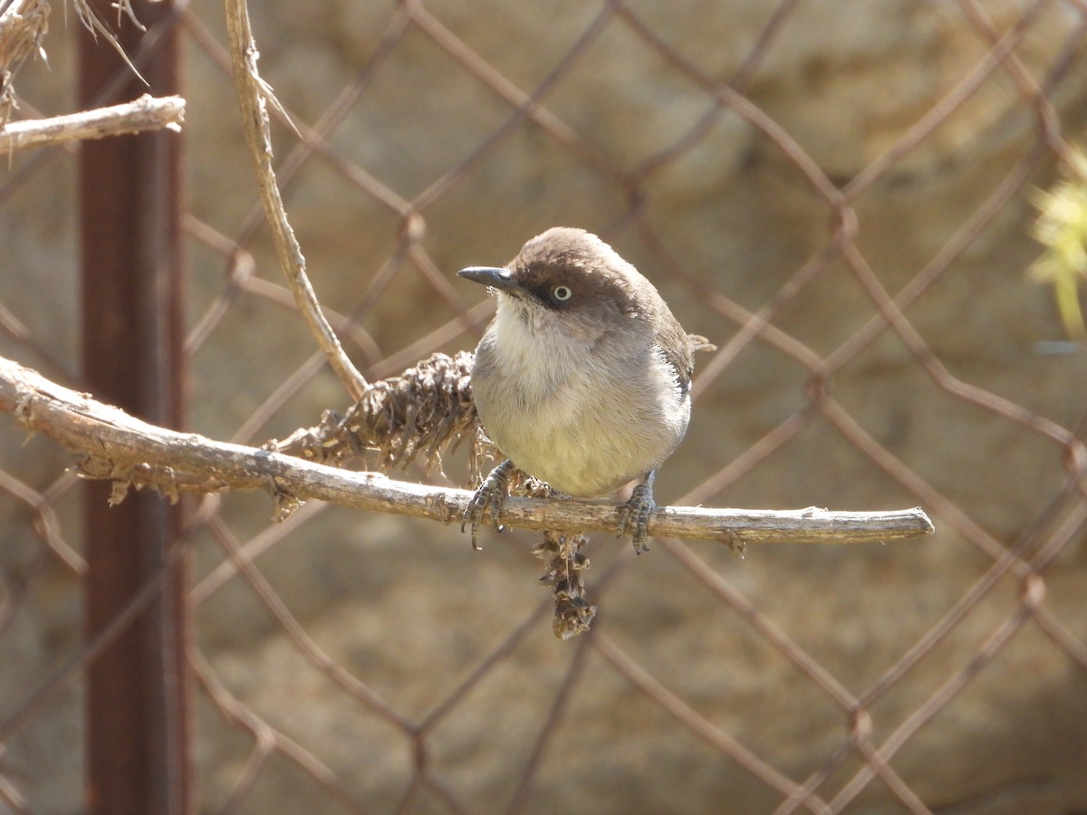 Yemen Warbler - ML644704063