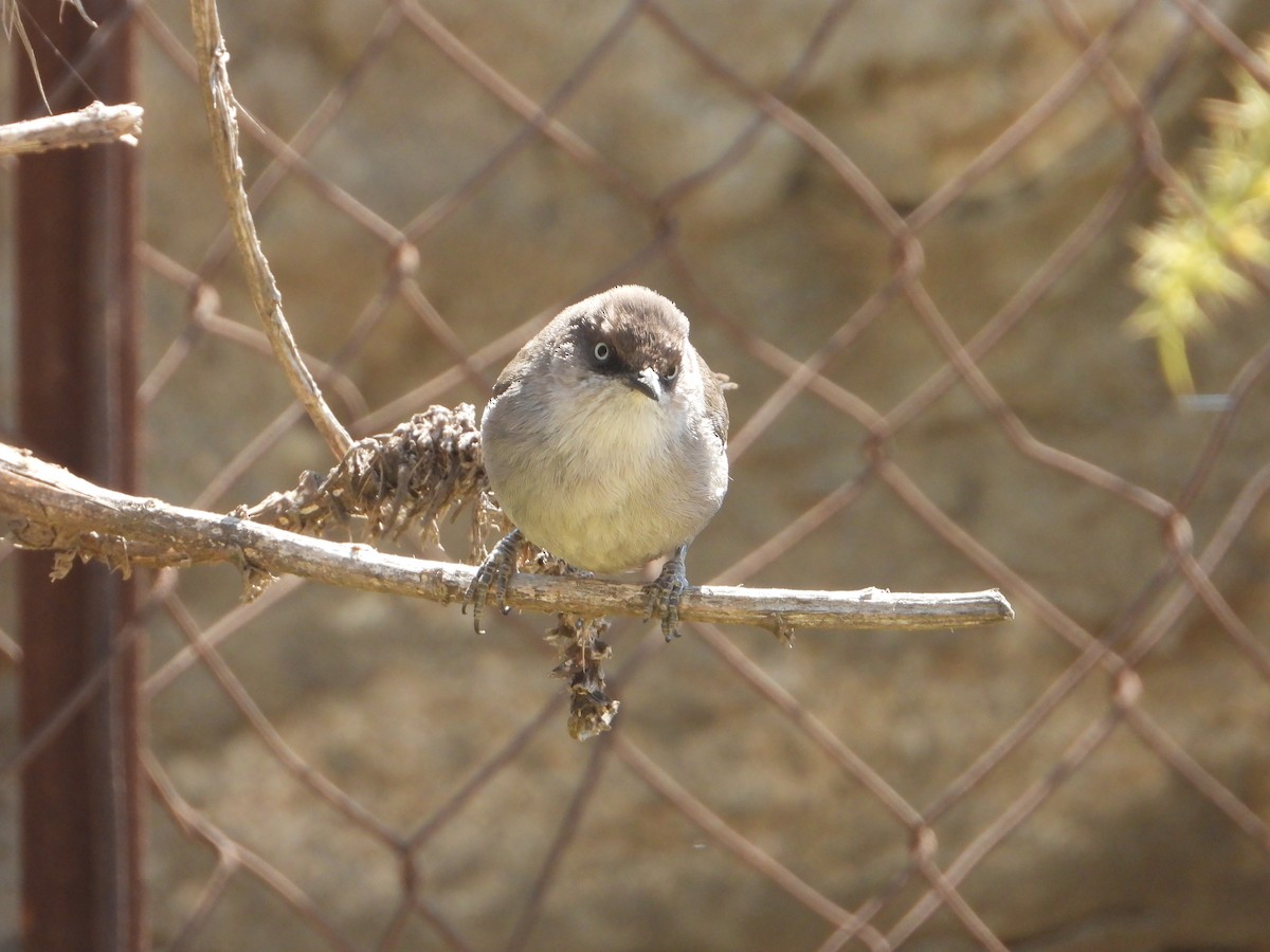 Yemen Warbler - ML644704064