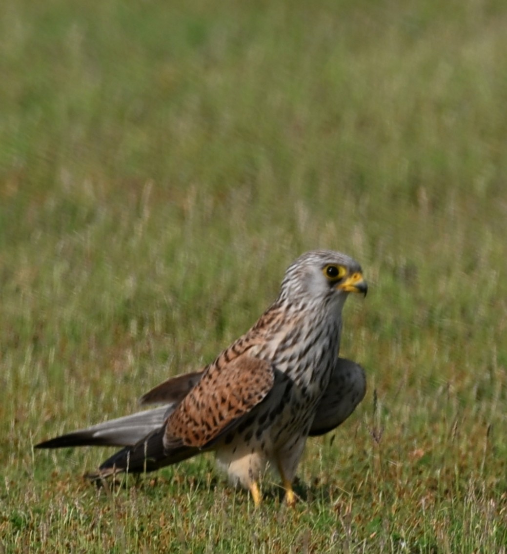 Rötelfalke - ML644704067