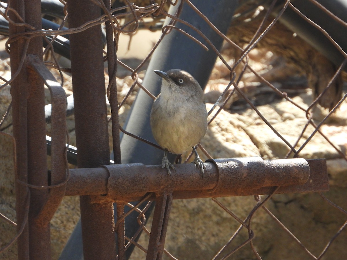 Yemen Warbler - ML644704068