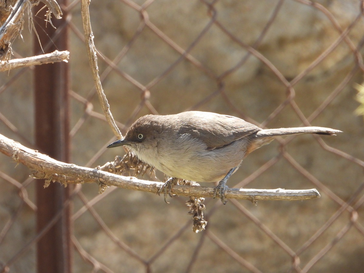 Yemen Warbler - ML644704069