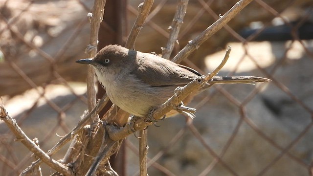 Yemen Warbler - ML644704072