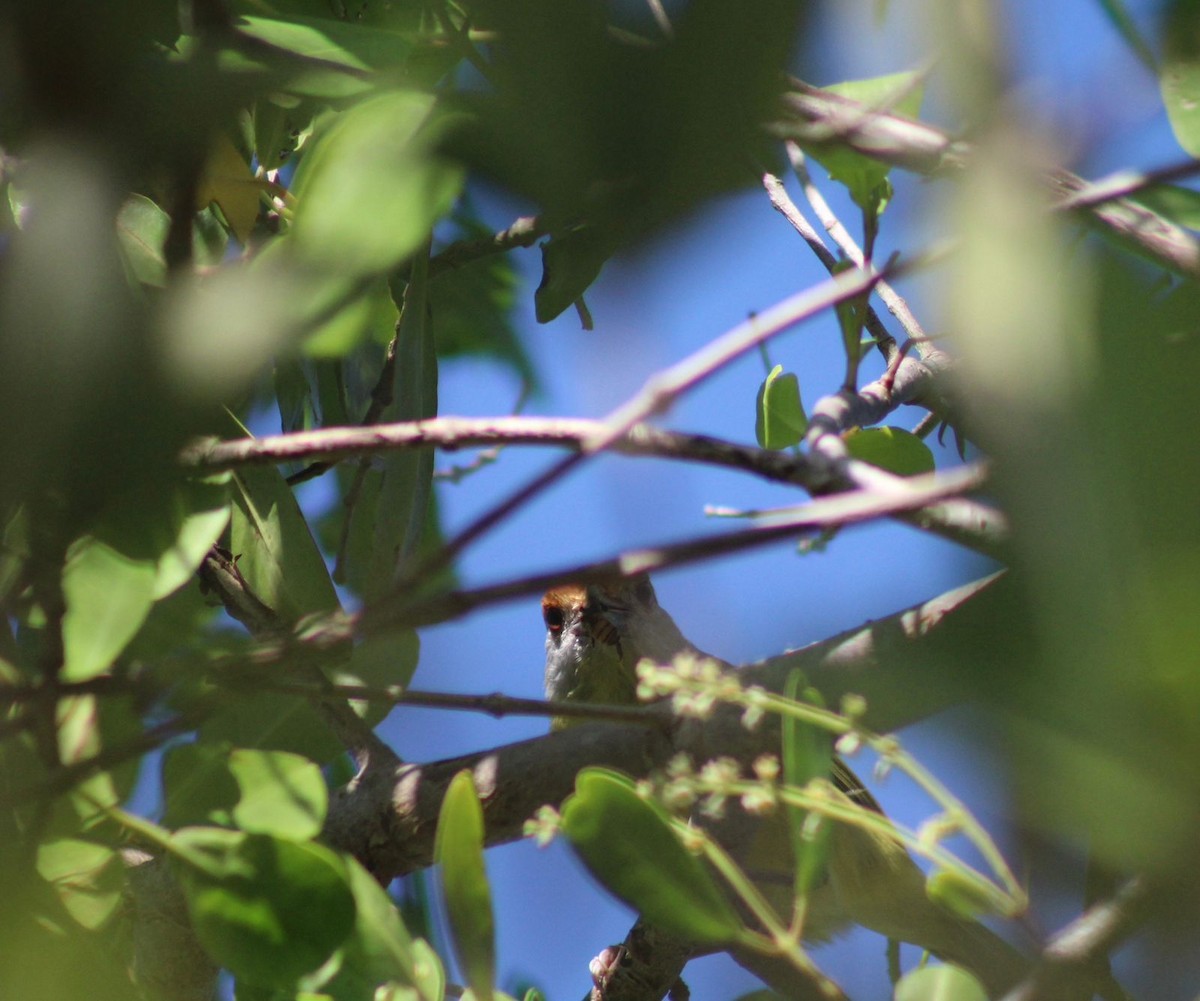 Sourciroux mélodieux - ML644704082