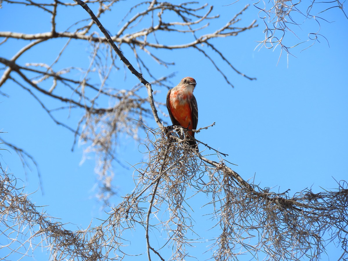 Vermilion Flycatcher - ML644704090