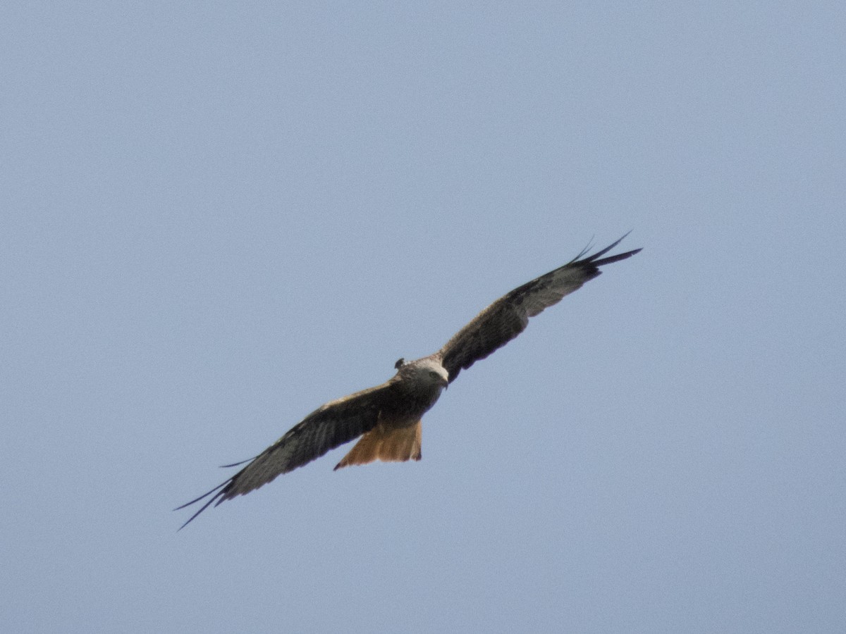 Red Kite - ML644704104