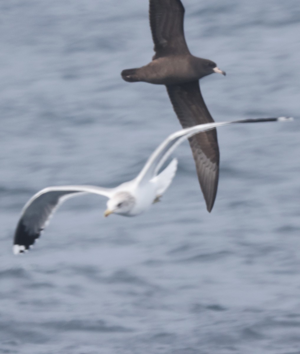 Flesh-footed Shearwater - ML644704106