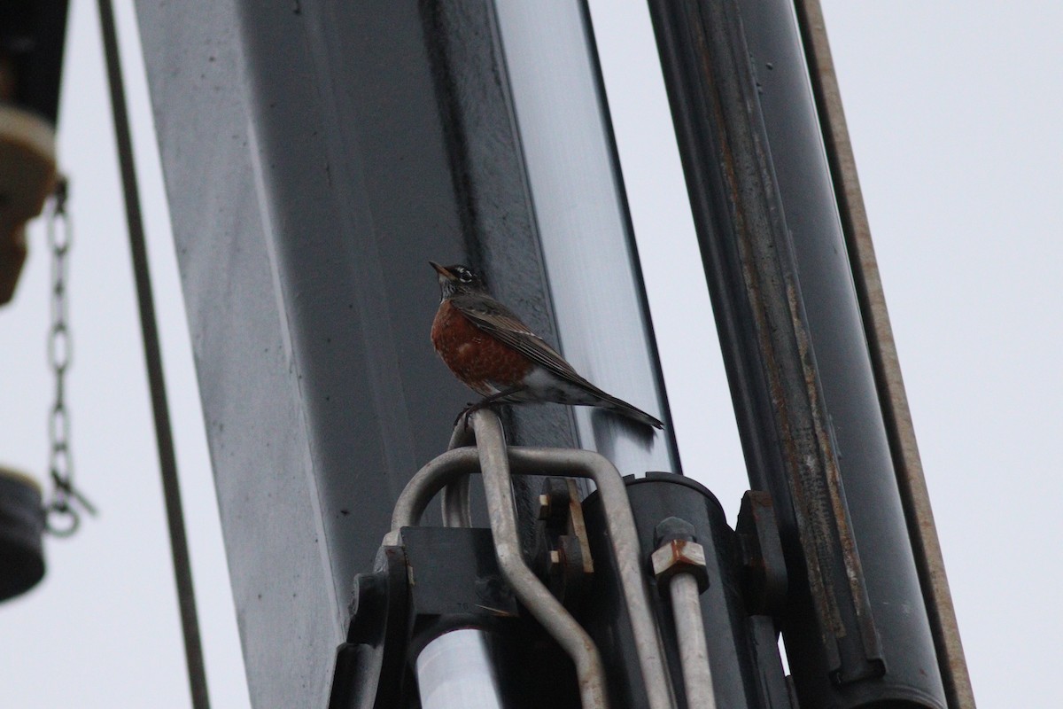 コマツグミ - ML644704113