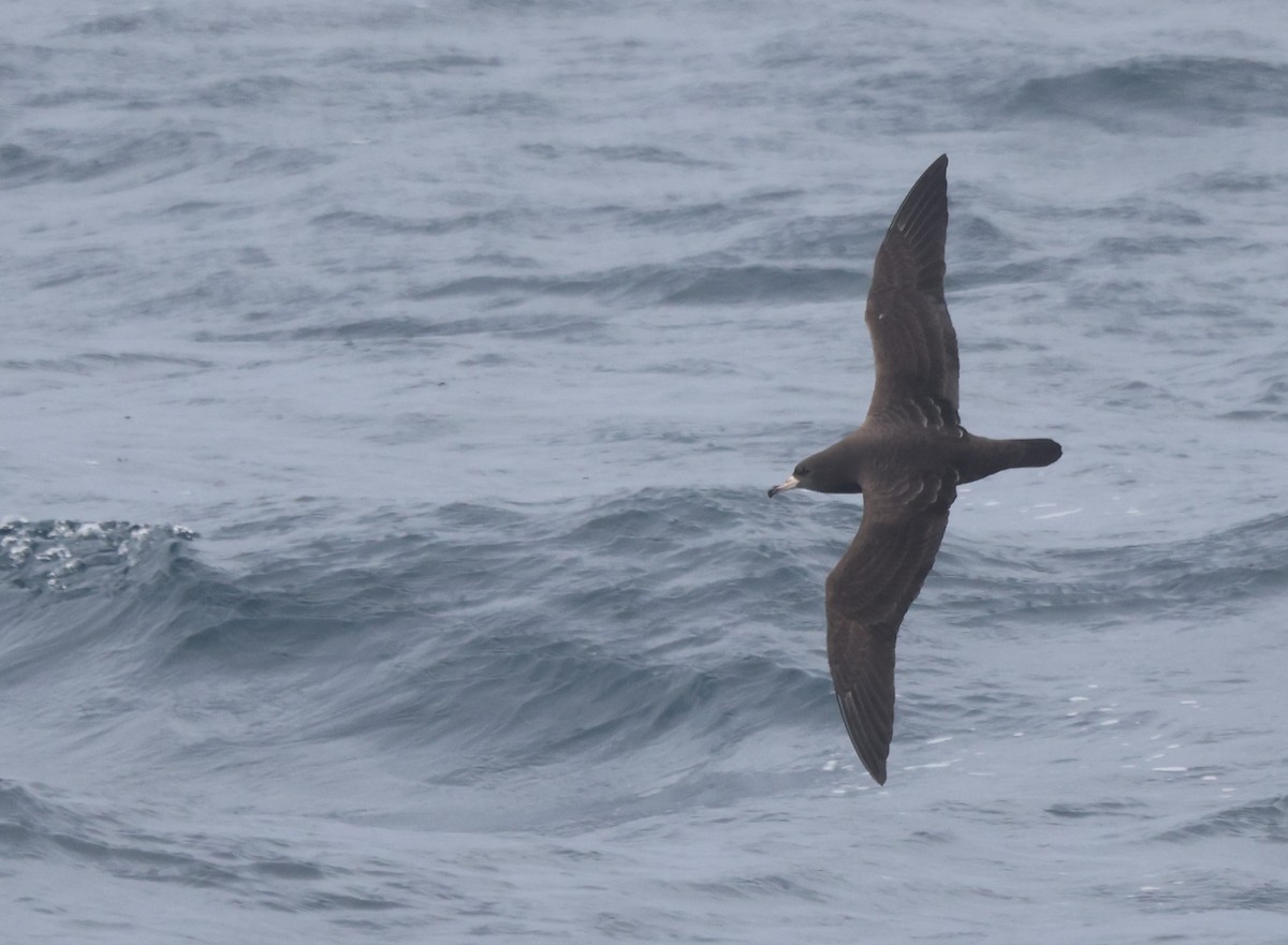 Flesh-footed Shearwater - ML644704114