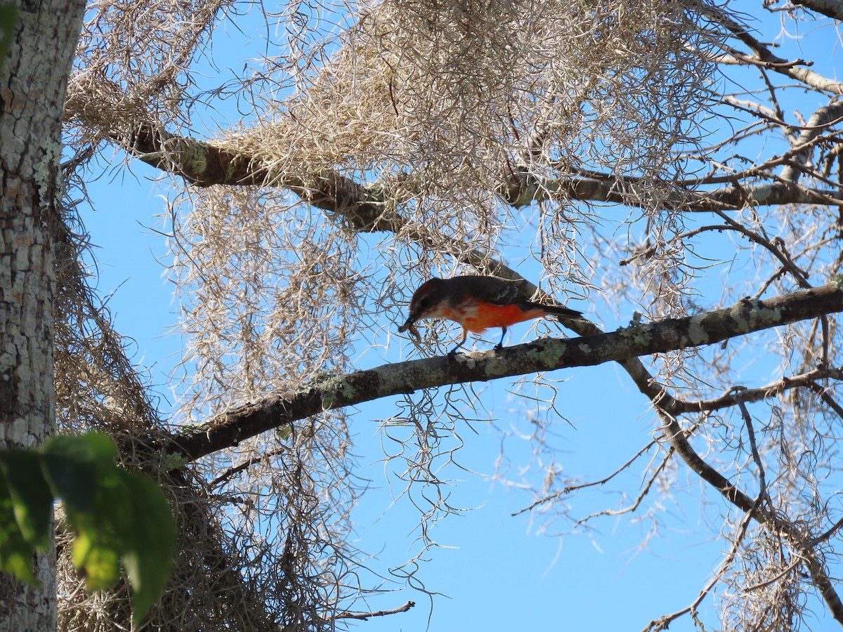 Vermilion Flycatcher - ML644704115