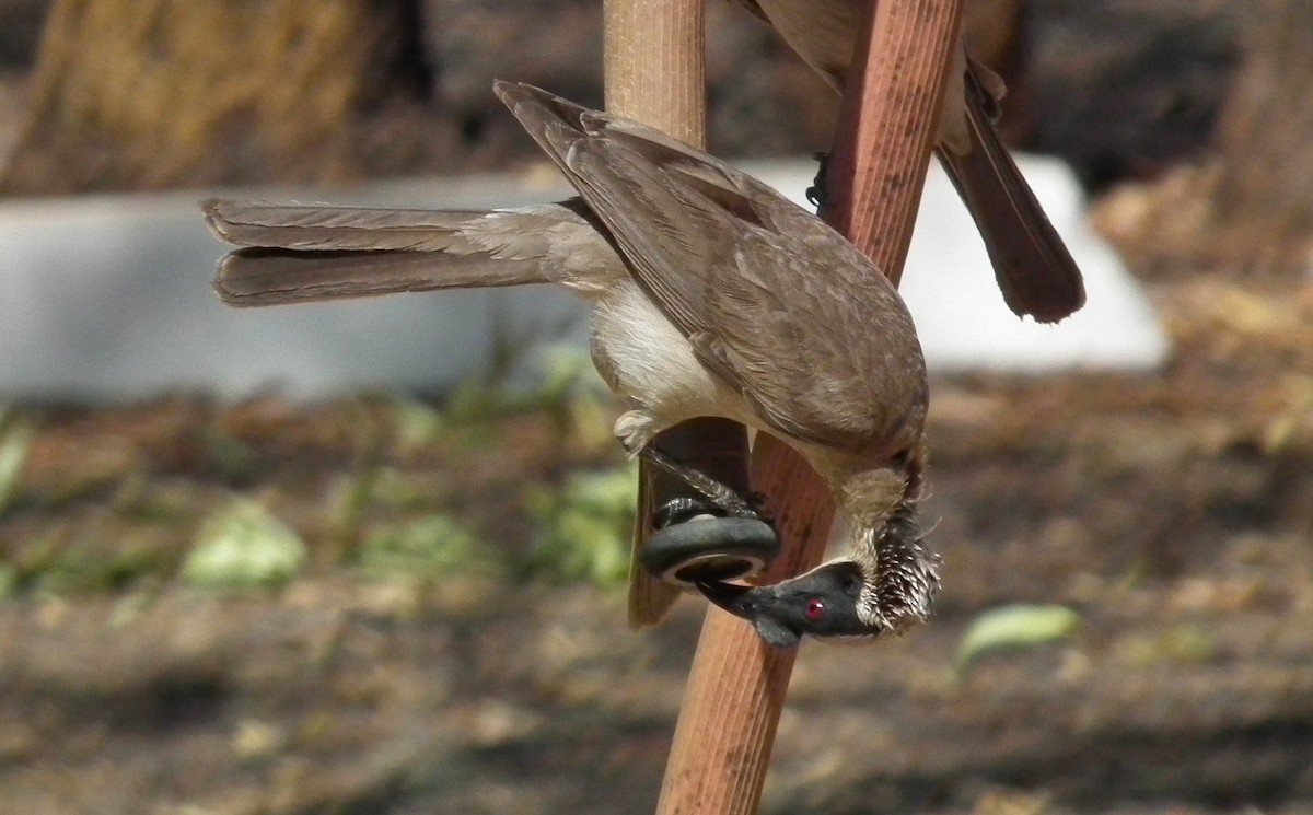 Silver-crowned Friarbird - ML644704116