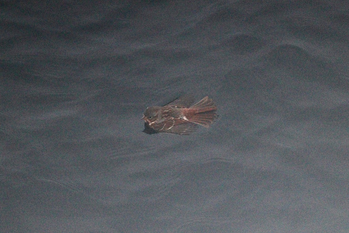 Fox Sparrow - ML644704118