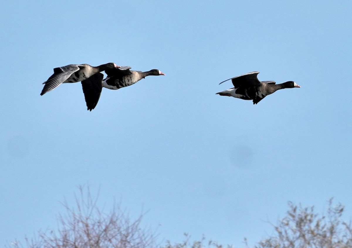 Greater White-fronted Goose - ML644704124