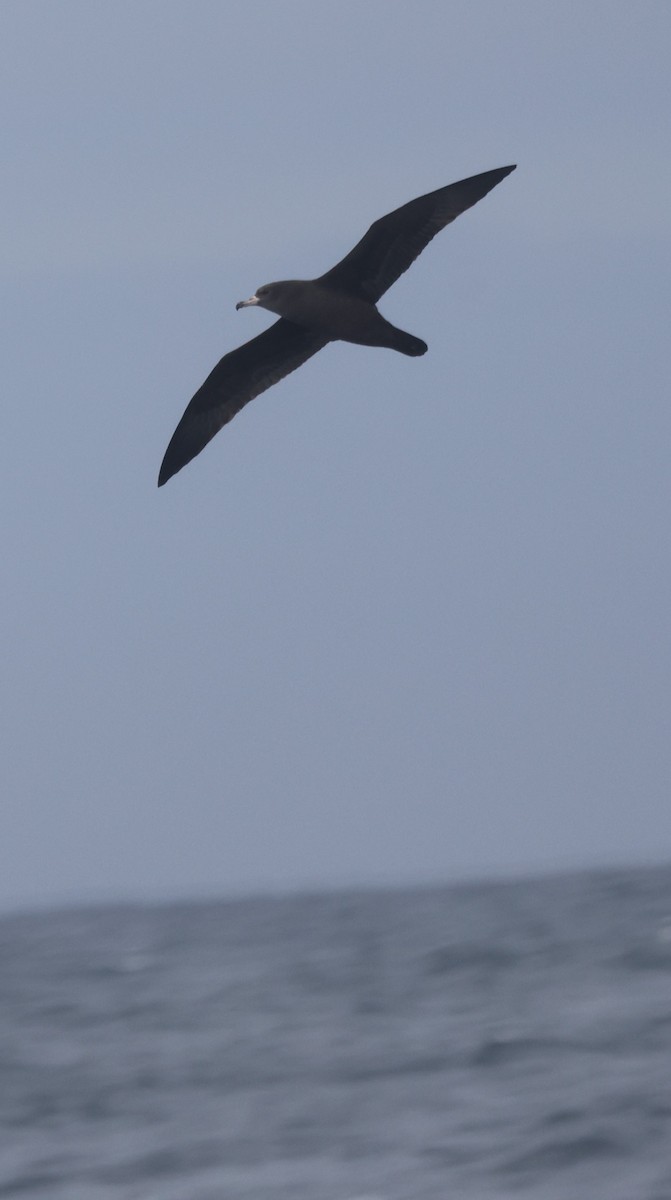 Flesh-footed Shearwater - ML644704127