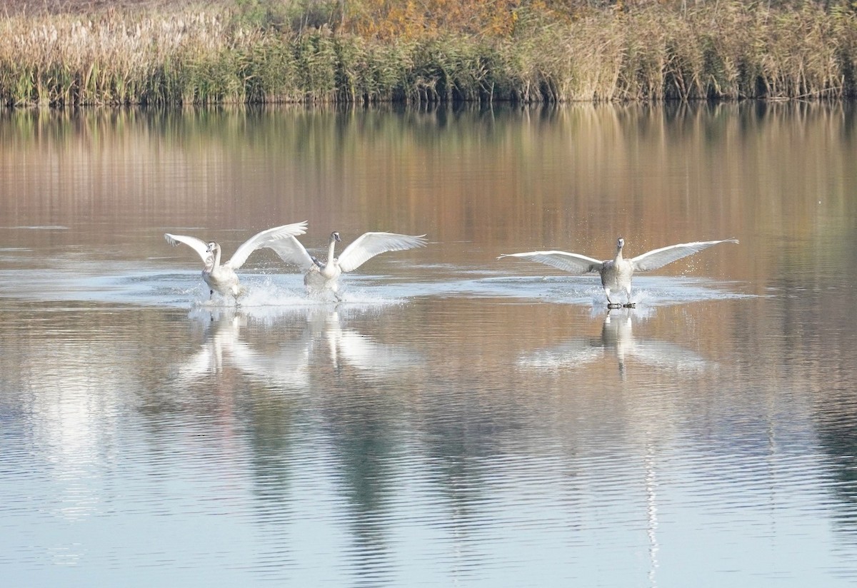 Mute Swan - ML644704142