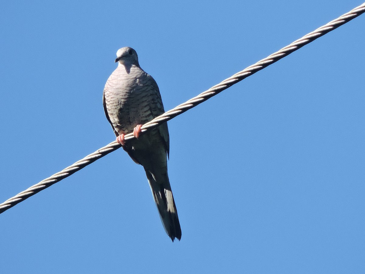 インカバト - ML644704155