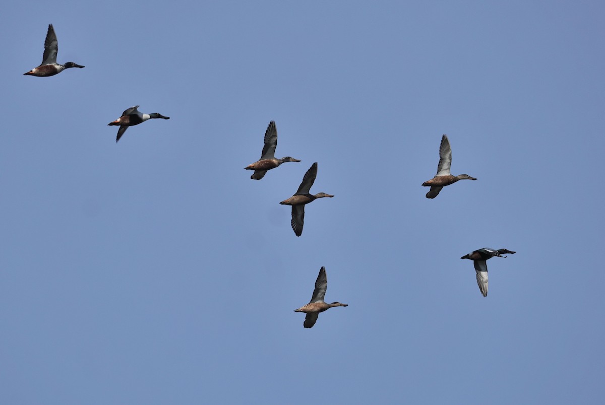 Northern Shoveler - ML644704156