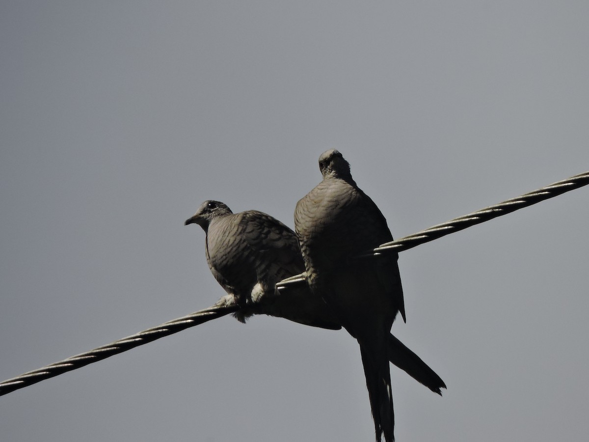 インカバト - ML644704159