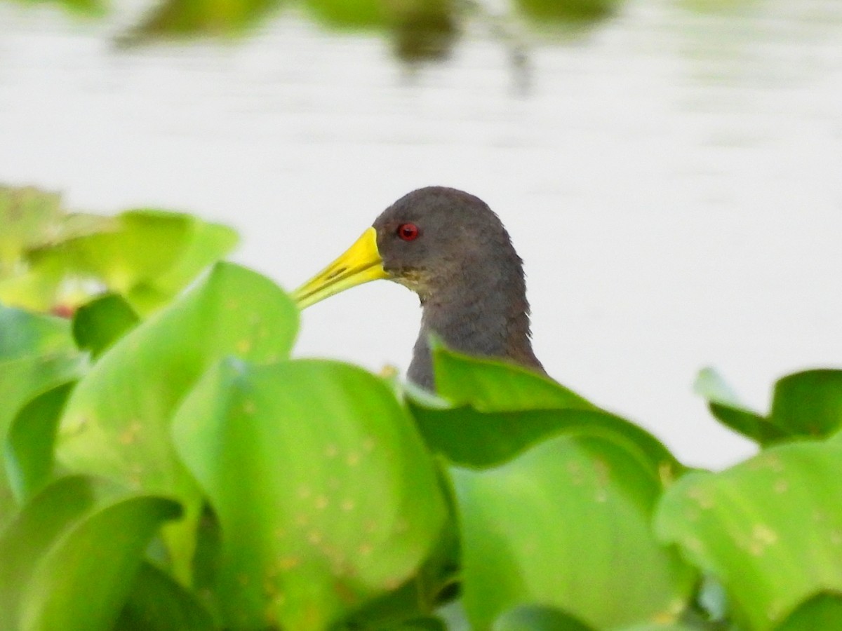 Râle noirâtre - ML644704166