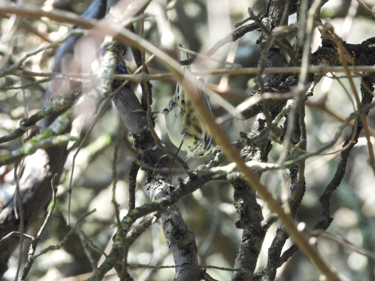 Paruline noir et blanc - ML644704172