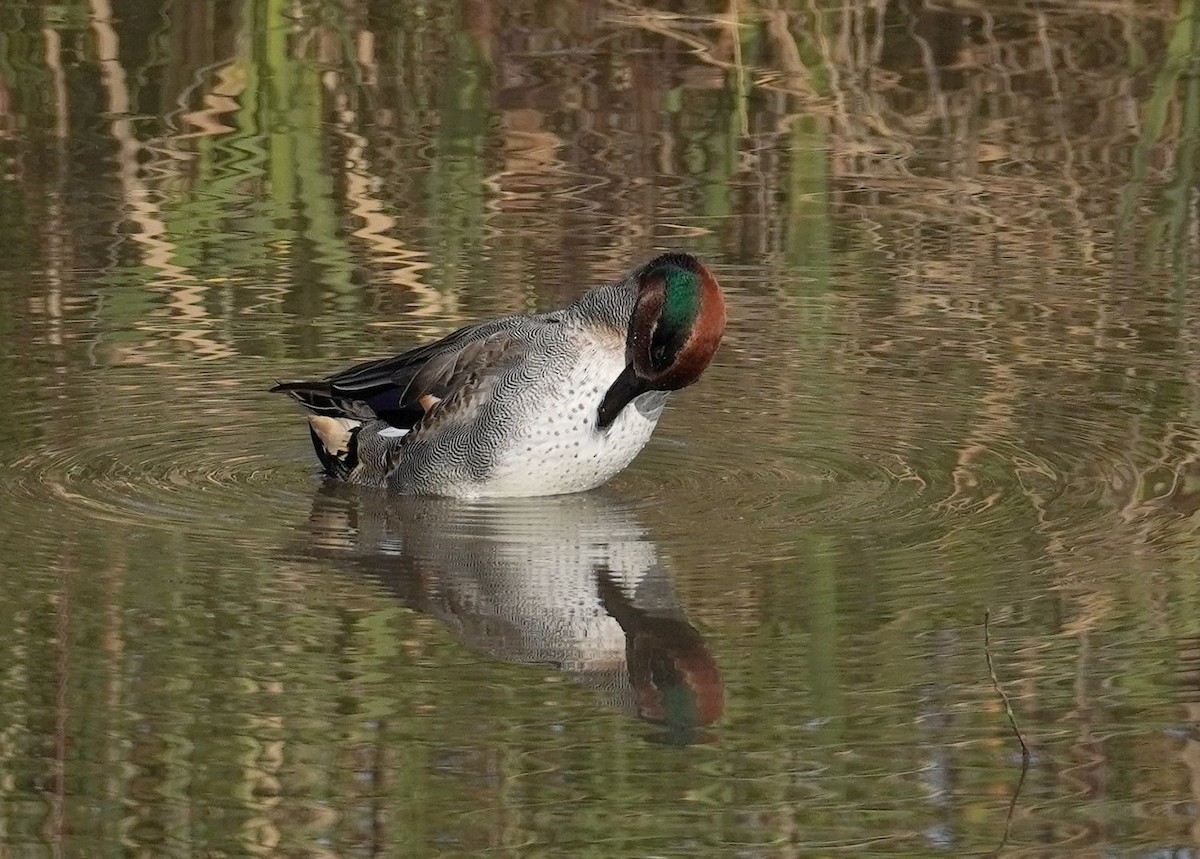 Green-winged Teal - ML644704175