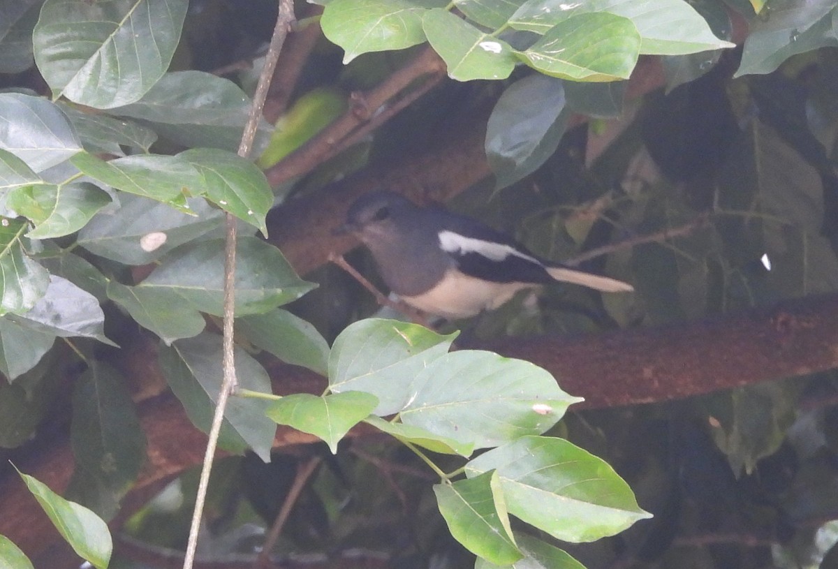 シキチョウ - ML644704178