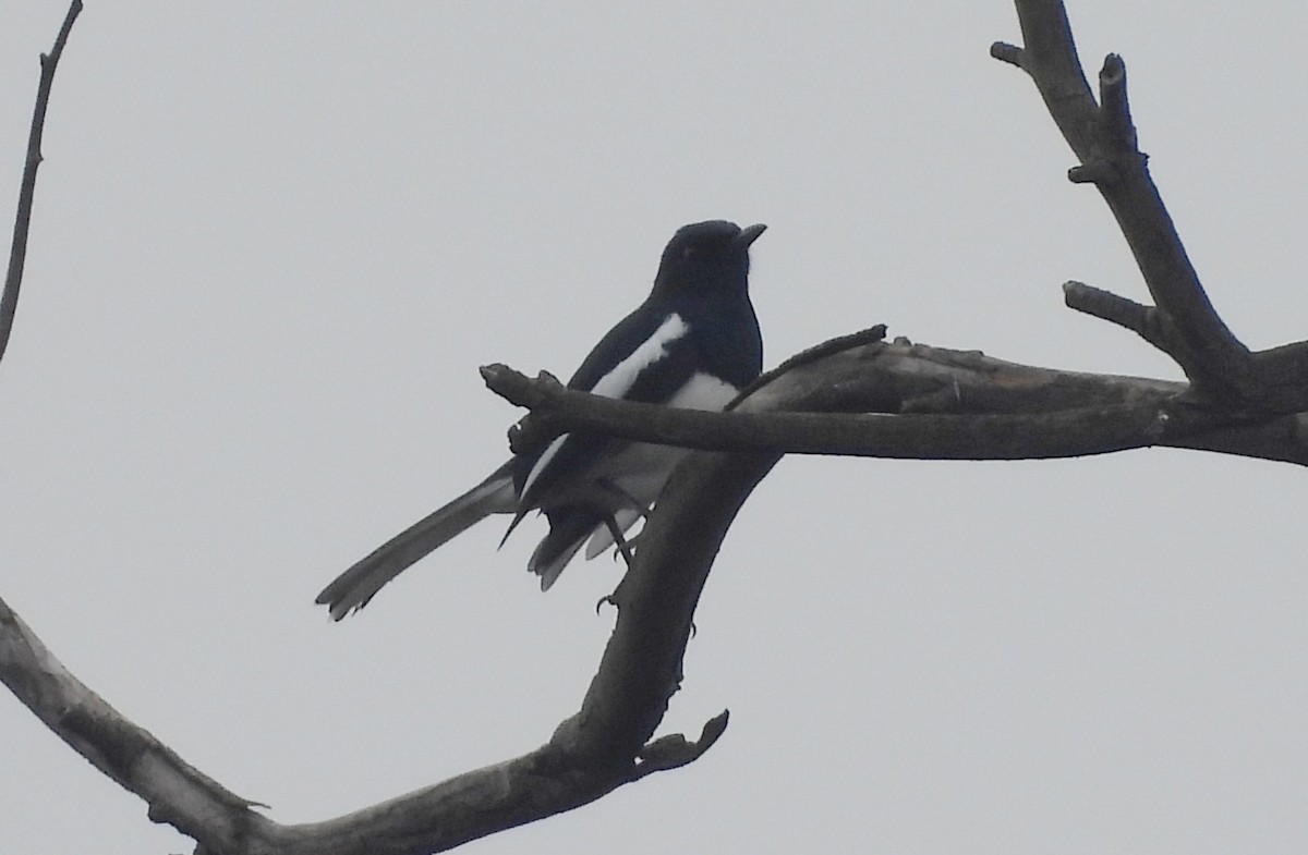 シキチョウ - ML644704179