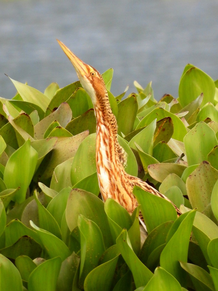 Pinnated Bittern - ML644704184