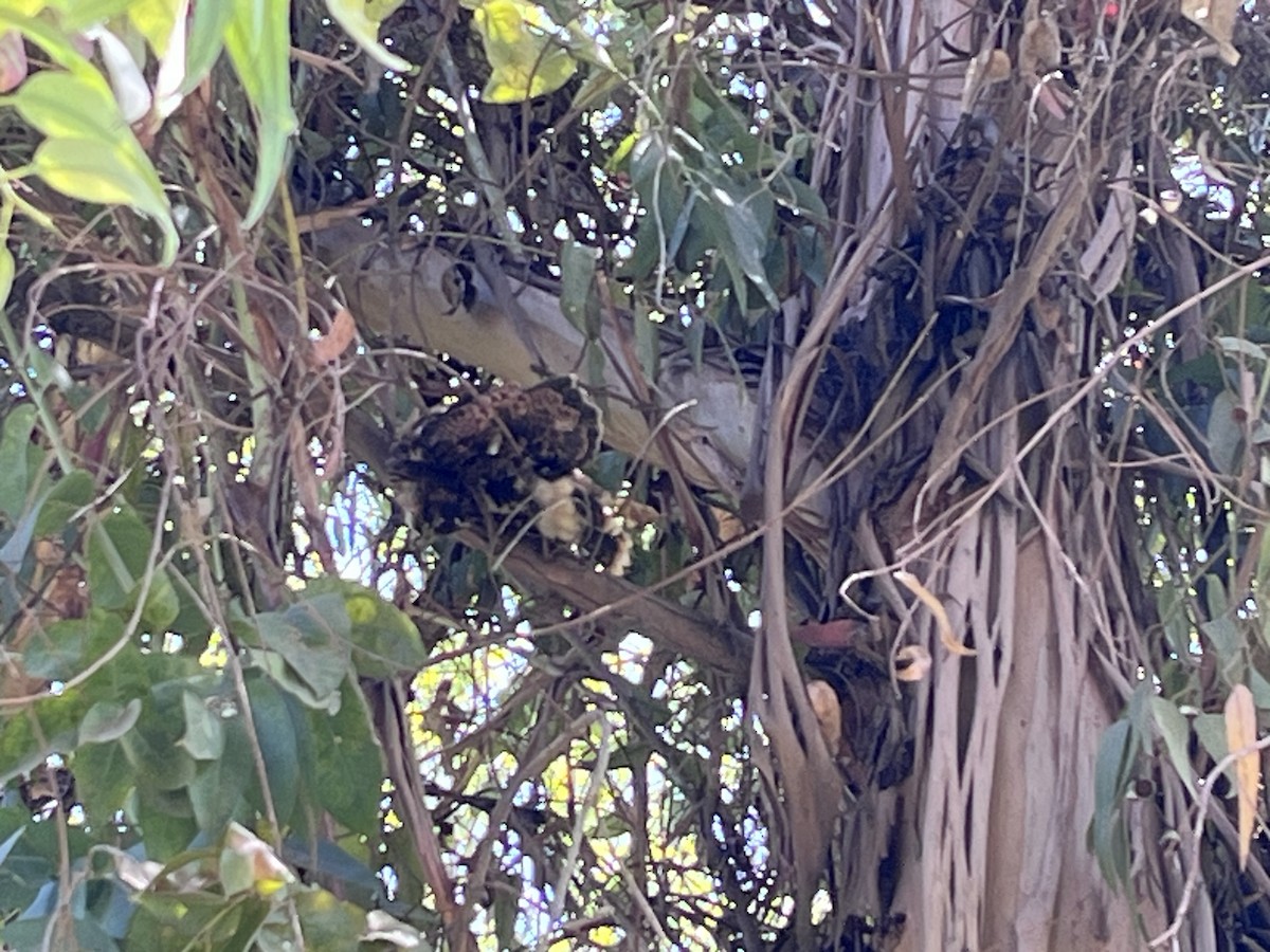 Harris's Hawk - ML644704186
