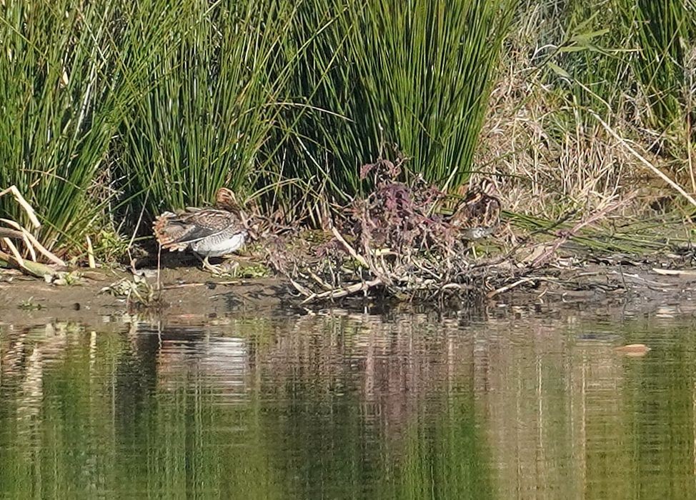 Common Snipe - ML644704188