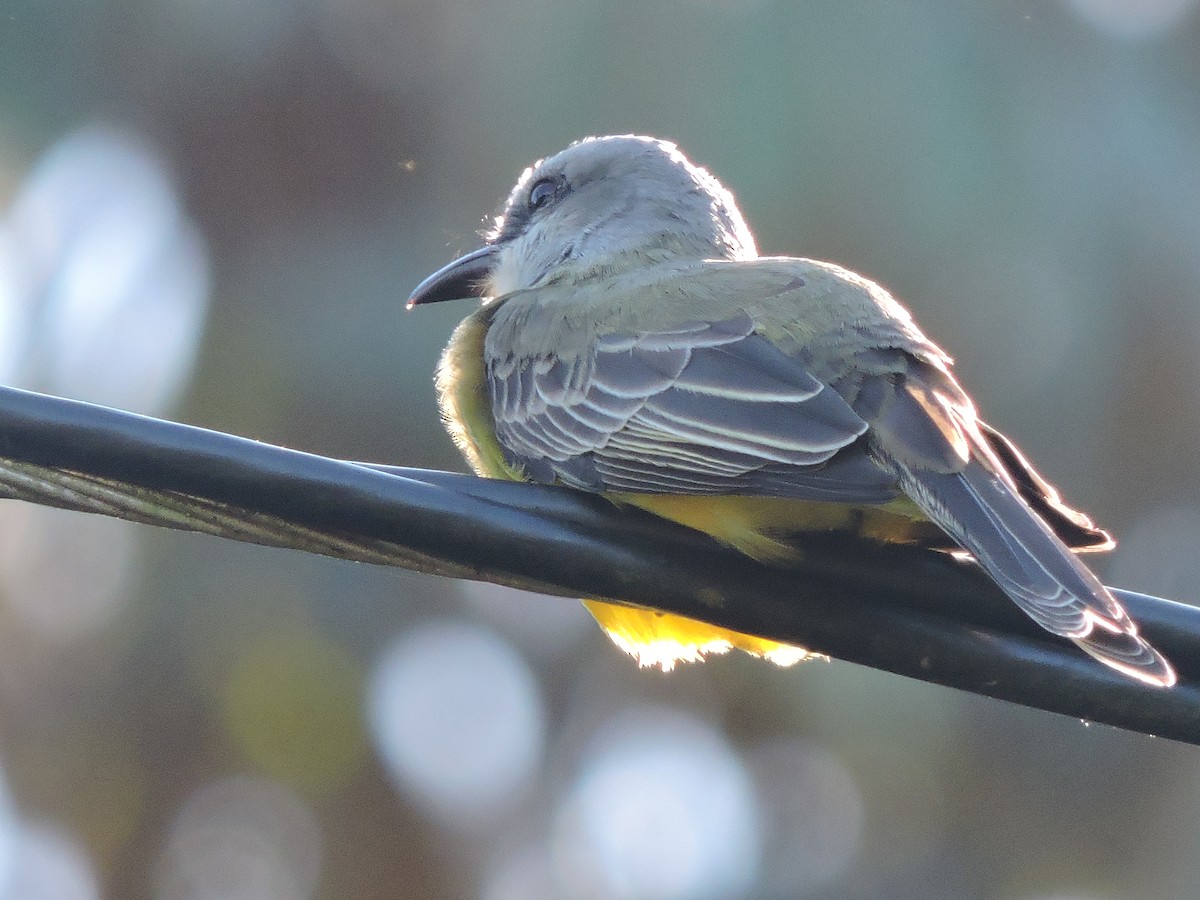 Tropical Kingbird - ML644704190