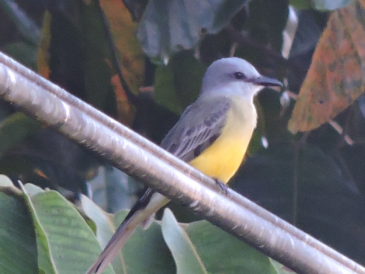 Tropical Kingbird - ML644704191