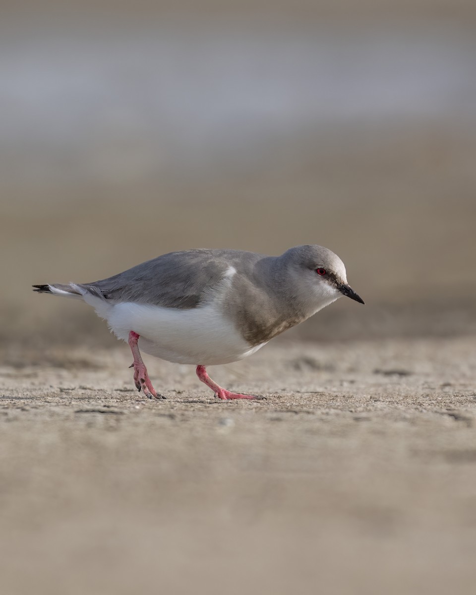 Магелланова ржанка - ML644704192