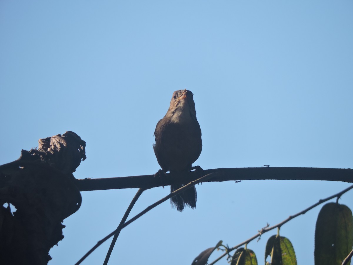 Southern House Wren - ML644704193