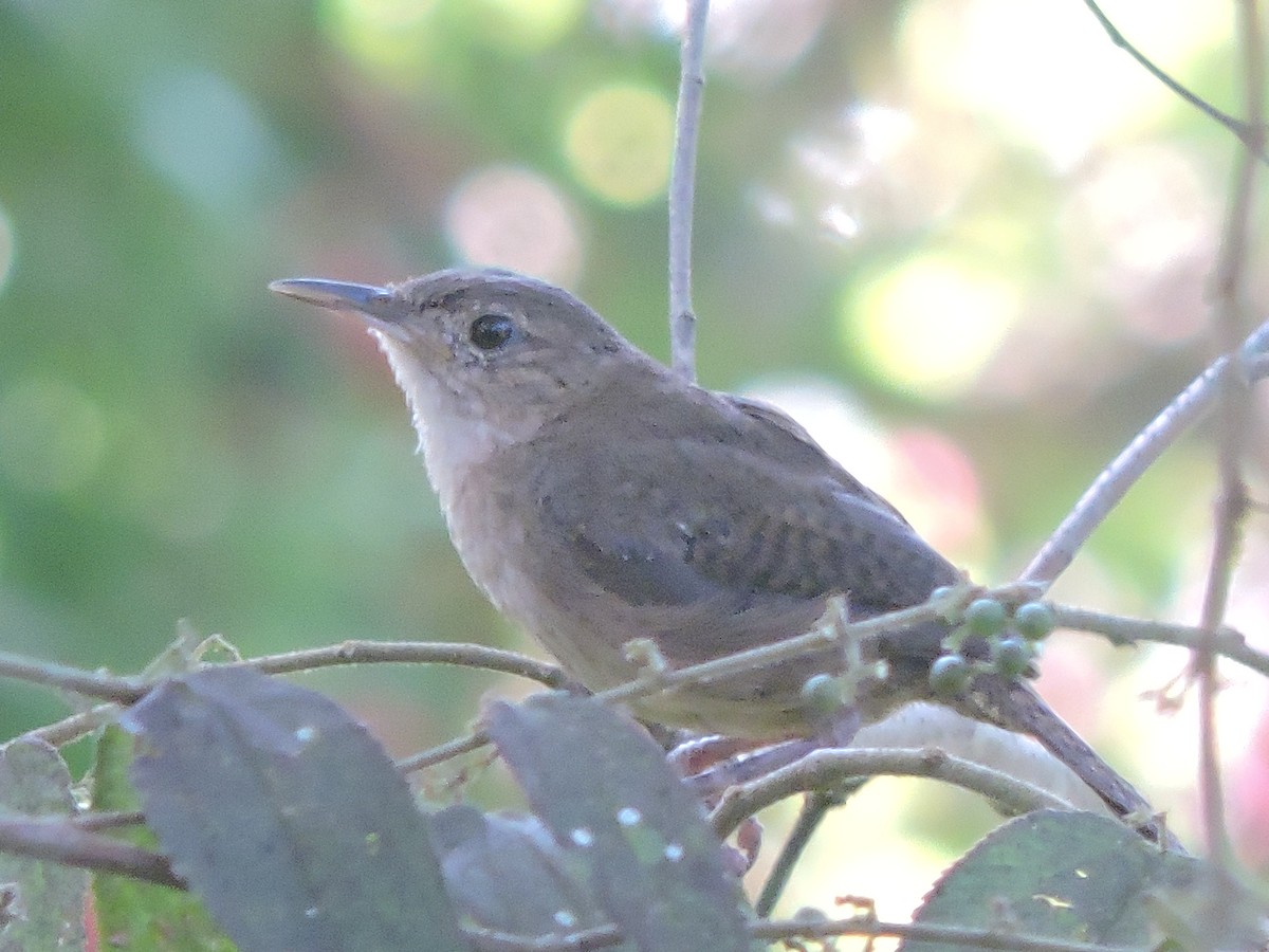 Southern House Wren - ML644704194