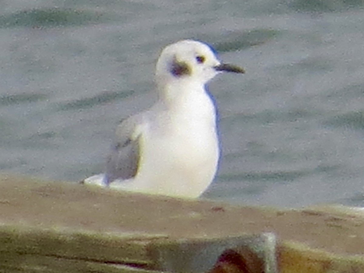 Bonaparte's Gull - ML644704195
