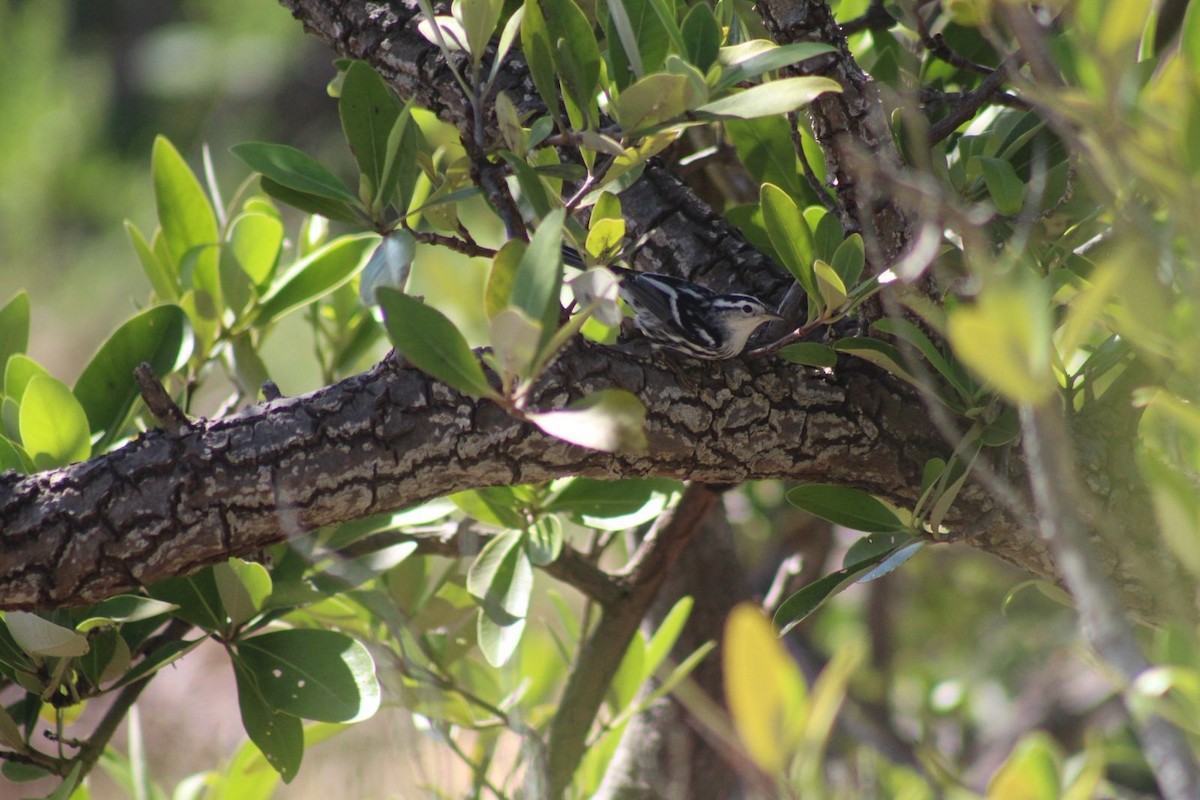 Black-and-white Warbler - ML644704196