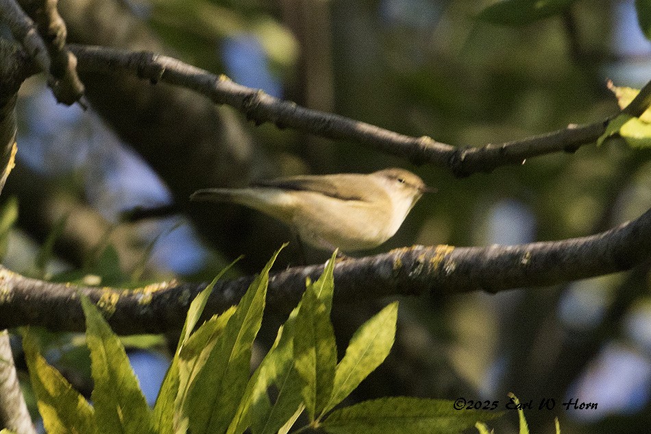 Common Chiffchaff - ML644704197