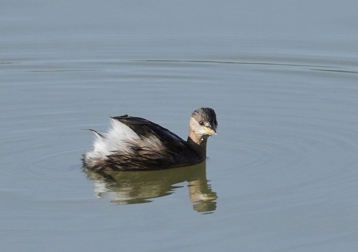 Little Grebe - ML644704198