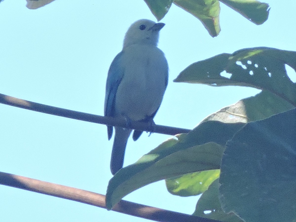 Blue-gray Tanager - ML644704199