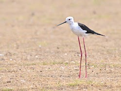 Black-winged Stilt - ML644704200