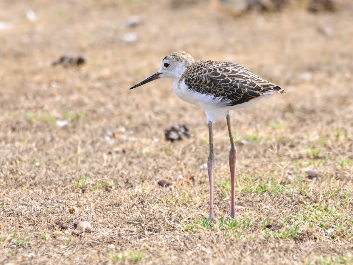 Black-winged Stilt - ML644704201
