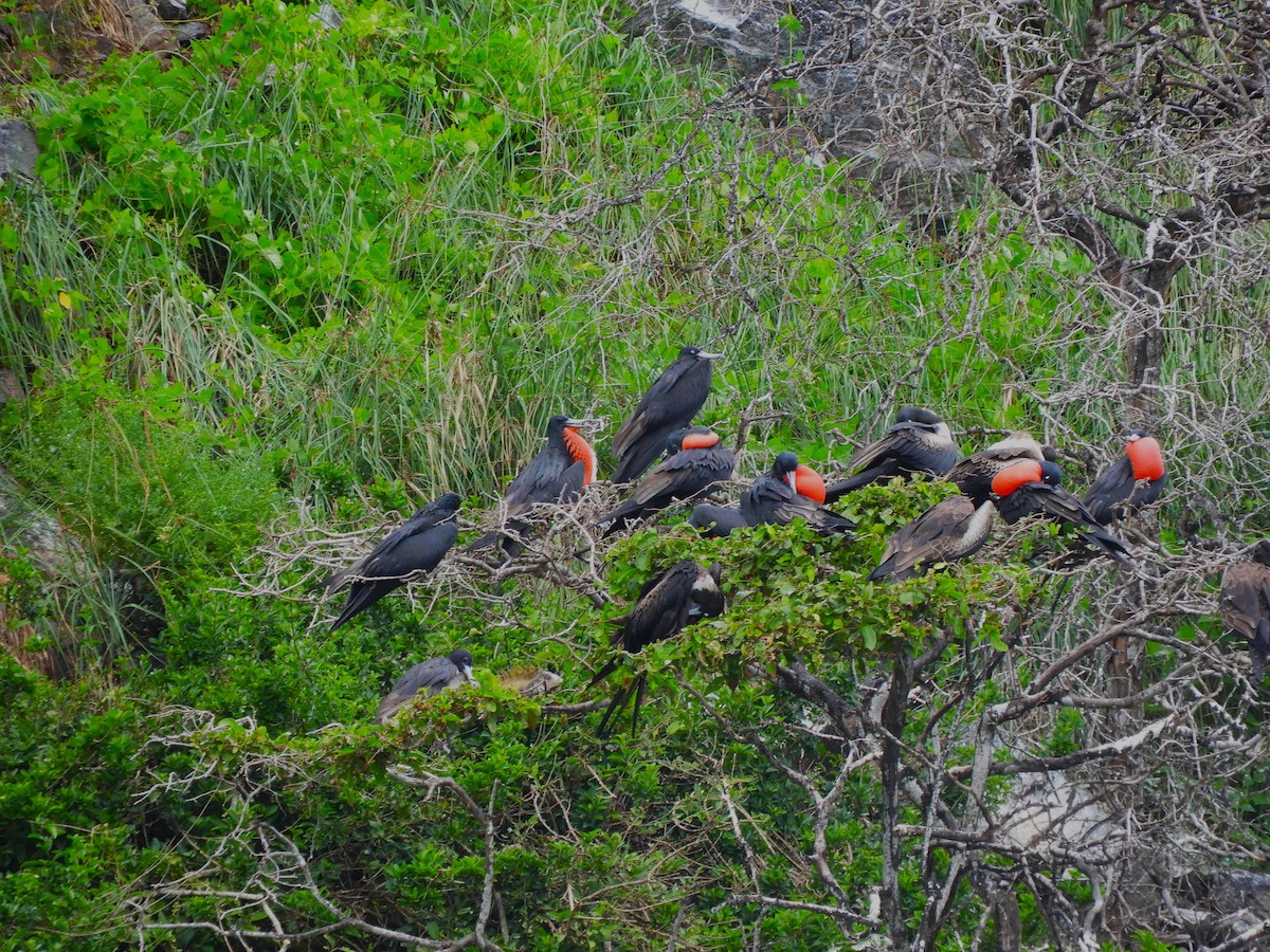 Magnificent Frigatebird - ML644704202