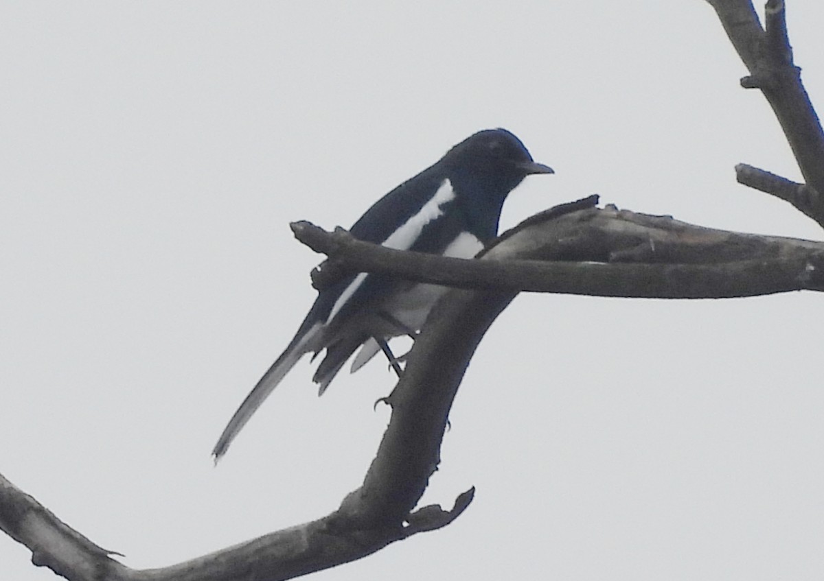 Oriental Magpie-Robin - ML644704203