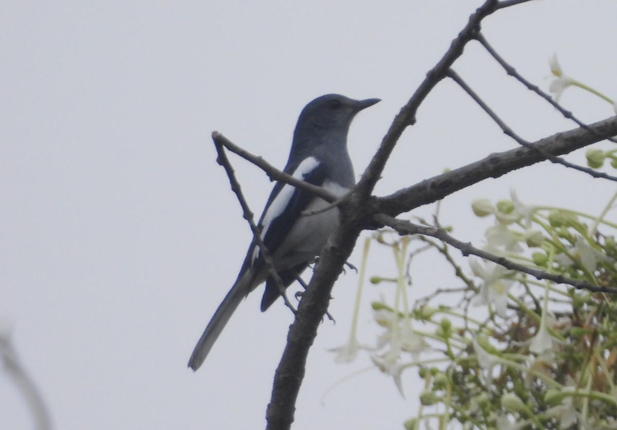 Oriental Magpie-Robin - ML644704204