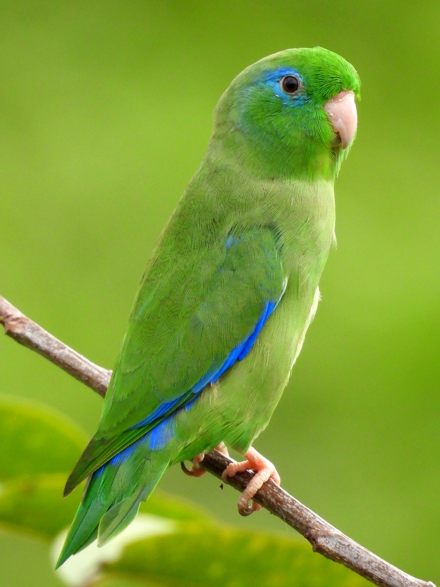 Spectacled Parrotlet - ML644704205