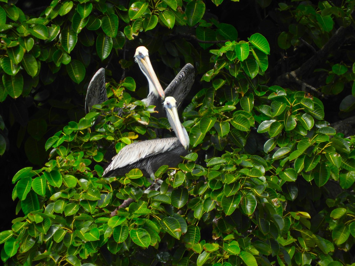 Brown Pelican - ML644704206